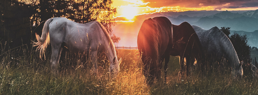 Camp Kulaqua Summer Camp Horsemanship Program ages 11-16 girls only camp