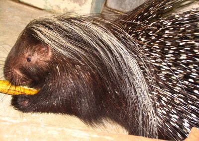 florida-christian-retreat-and-conference-zoo-nature-center-6-sm
