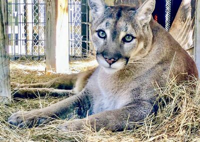 kulaqua retreat conference center zoo hanna cougar images florida's best christian retreat location kulaqua