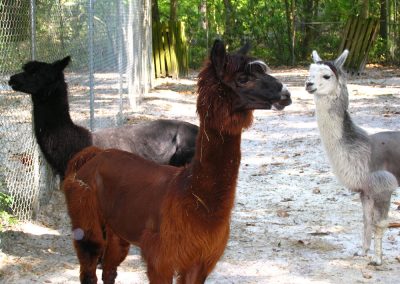 kulaqua retreat conference center zoo nature center alpacas images florida's best christian retreat location kulaqua