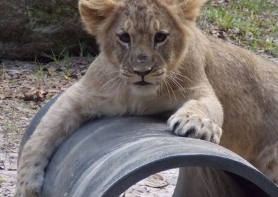 kulaqua retreat and conference center zoo lion cub images florida's best christian retreat location kulaqua