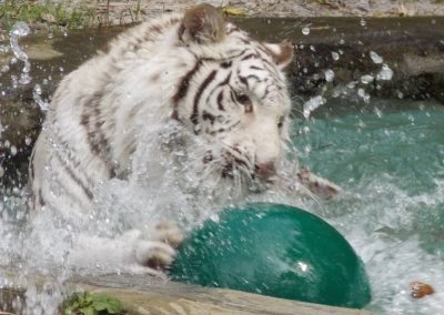 kulaqua retreat and conference center zoowhite tiger playing ball images florida's best christian retreat location kulaqua