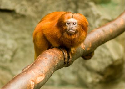 kulaqua retreat and conference center zoo lion tamarin monkey images florida's best christian retreat location kulaqua